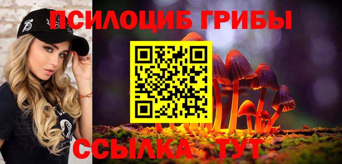 как найти   Выборг  Галлюциногенные грибы Cubensis 